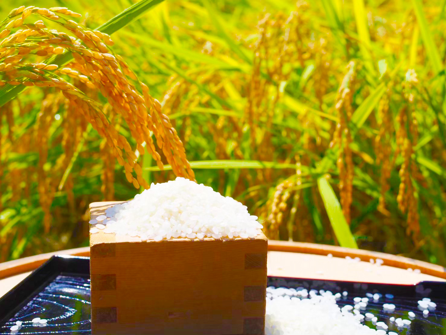 お米